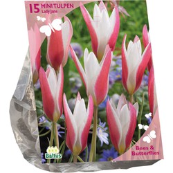 Bollen Tulipa Clusiana Lady Jane 30 stuks