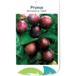 Prunus Domestica Opal - Oosterik Home