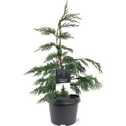 Chamaecyparis nootk. Pendula 40-50 cm Conifeer