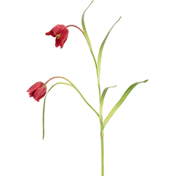 Kunst keizersfritillaria stengel rood H70