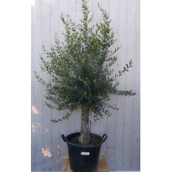 Olijfboom Olea 180 cm Dikke Stam