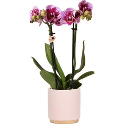 Kolibri Orchids | Roze paarse Phalaenopsis orchidee - El Salvador + Gold foot sierpot roze- potmaat Ø9cm - 35cm hoog | bloeiende kamerplant - vers van de kweker