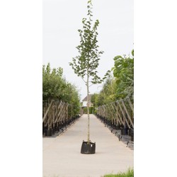 Krimlinde Tilia europea Euchlora h 450 cm st. omtrek 16 cm