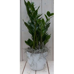 Zamioculcas in witte pot 55 cm