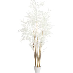 Light&living Ornament in pot 70x60x150 cm BAMBOO naturel+crème