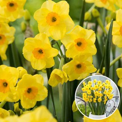 Narcissus Golden Dawn x80 - Narcisbollen - Meerjarige winterharde bloembollen