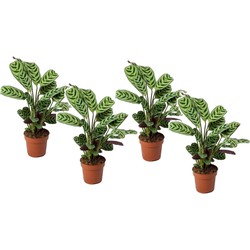 Ctenanthe 'gebedsplant' - Set van 4 - Burle-marxii - Pot 12cm - Hoogte 25-40cm