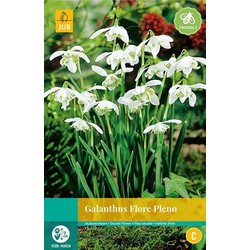 3 stuks - Galanthus Flore Pleno 5 bollen