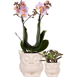 Planten set Owl nude | Set met roze Phalaenopsis Orchidee Ø9cm en groene plant Succulent Ø6cm | incl. keramieken sierpotten