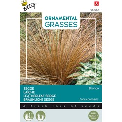 Ornamental Grasses, Carex comans 'Bronco' - Buzzy