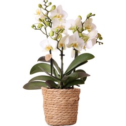 Kolibri Orchids | Witte phalaenopsis orchidee - Lausanne + Reed Basket sierpot - potmaat Ø9cm - 40cm hoog | bloeiende kamerplant - vers van de kweker