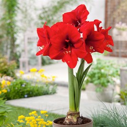 Hippeastrum - Set van 2 - Rode Amaryllis Bloembollen - Bloeiende Kamerplant