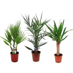 Binnenpalmen - Mix van 3 - Washingtonia - Yucca - Phoenix - H50-70cm