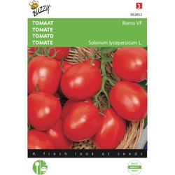 2 stuks - Tomaten Roma Vf - Buzzy