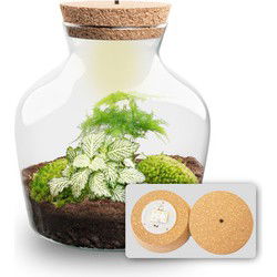 URBANJNGL - Planten terrarium • Little Joe • Ecosysteem plant • ↑ 21,5 cm