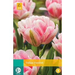 5 stuks - Tulipa Foxtrot 5 bollen