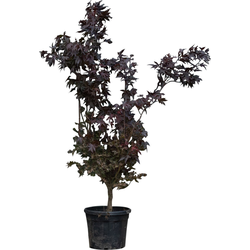 Rode Japanse esdoorn Bloodgood Acer palmatum Bloodgood h 162,5 cm