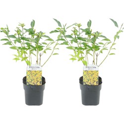 Forsythia intermedia 'Minigold' - Set van 2 - Pot 17cm - Hoogte 25-40cm