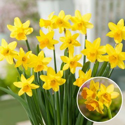 Narcissus Tête-à-Tête x50 - Narcisbollen - Meerjarige winterharde bloembollen
