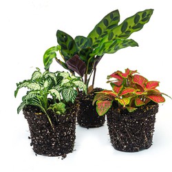 URBANJNGL - Terrariumplantenpakket Lancifolia - 3 planten - Lancifolia - 2x Fittonia