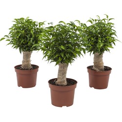 Combi deal - 3x Ficus Natasja (Rubberplant)