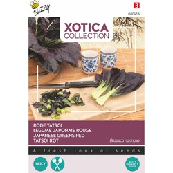 Xotica Rode Tatsoi