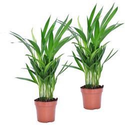 Dypsis Lutescens - Set van 2 - Areca - Goudpalm - Pot 12cm - Hoogte 30-45cm