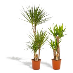 Hello Plants Dracaena Marginata & Yucca Palmlelie - Ø 21 cm - Hoogte: 120 & 100 cm - Palm Kamerpalm