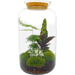 URBANJNGL - Planten terrarium • Botanisch Sven XL • Ecosysteem plant • ↑ 43 cm