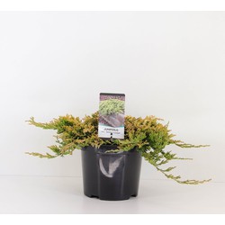 Juniperus hor golden carpet 30 cm