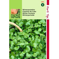 2 stuks - Postelein Winter Claytonia Perfoliata - Hortitops