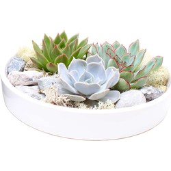 Echeveria Garden Mix White - vetplanten op decoratieve schaal - Wit - 20 cm