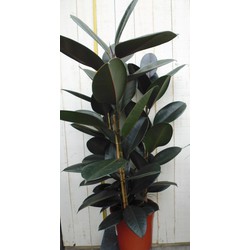 Kamerplant Ficus elastica robusta 100 cm - Warentuin Natuurlijk
