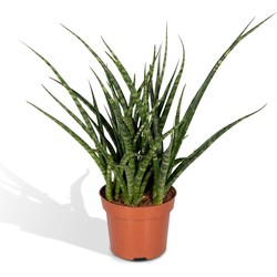 Hello Plants Sansevieria Fernwood Punk Vrouwentong - Ø 12 cm - Hoogte: 30 cm