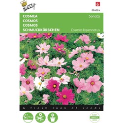 2 stuks - Cosmea Sonate Gemengd