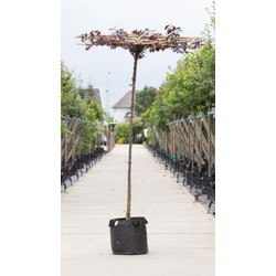 Rode sierpruim vierkant dak Prunus cer. Nigra h 230 cm st. omtrek 8 cm st. h 220 cm