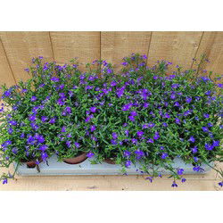Lobelia s 10 potjes per tray kleur blauw