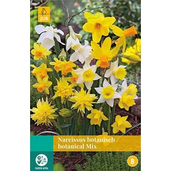 5 stuks - Narcissus Botanisch mix 8 bollen