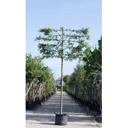 Zuil haagbeuk als leiboom Carpinus betulus Fastigiata h 300 cm st. omtrek 12 cm st. h 180 cm