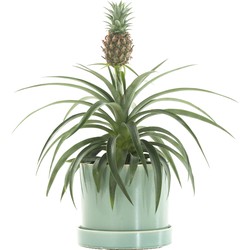 Anti-snurk plant (Bromelia ananas champaca) incl. ‘Light green’ pot
