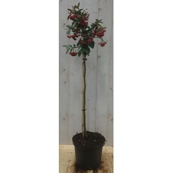 Cotoneaster Dwergmispel op 60 cm stam - Warentuin Natuurlijk