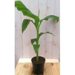 2 stuks - Bananenplant eenjarig groen