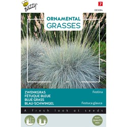 Ornamental Grasses, Festuca glauca 'Blaue Auslese' - Buzzy