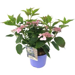 Hydrangea serrata Magic Pillow - Hortensia - Pot 19cm - Hoogte 25-40cm