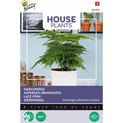 House Plants Asparagus plumosus nanus - Buzzy