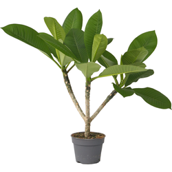 Frangipani Hawaii - Plumeria rubra 'Hawaii' - Hoogte 45-55cm - ⌀17cm
