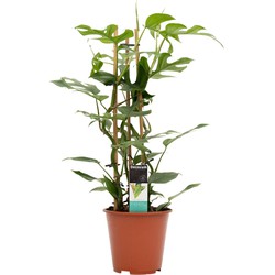 Decorum Philodendron Minima (DECORUM-MMS19 - 19x70 cm)
