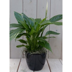 Lepelplant Spathiphyllum zwarte/antraciete pot 40 cm