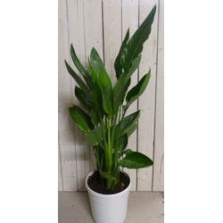 Kamerplant Paradijsvogelbloem Strelitzia 100 cm