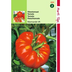 2 stuks - Tomaten Marmande Vleestomaat - Hortitops